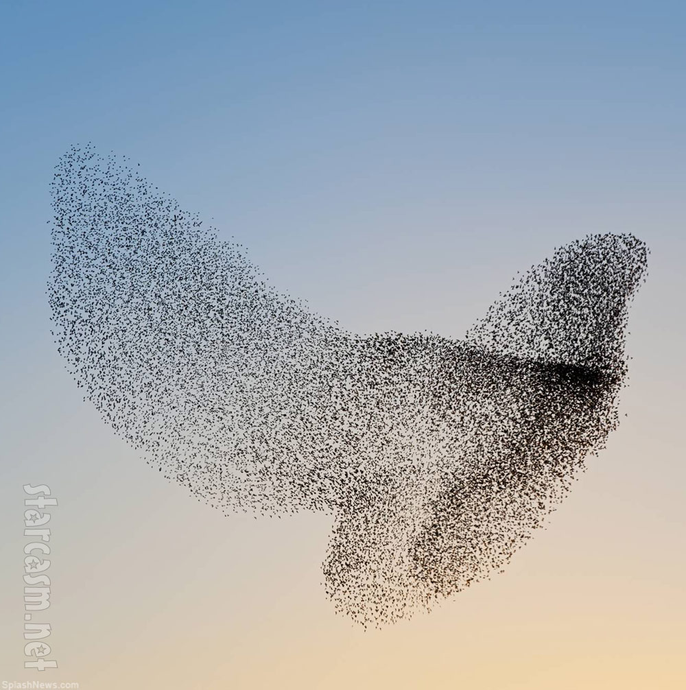 starling-flocks-murmuration-04