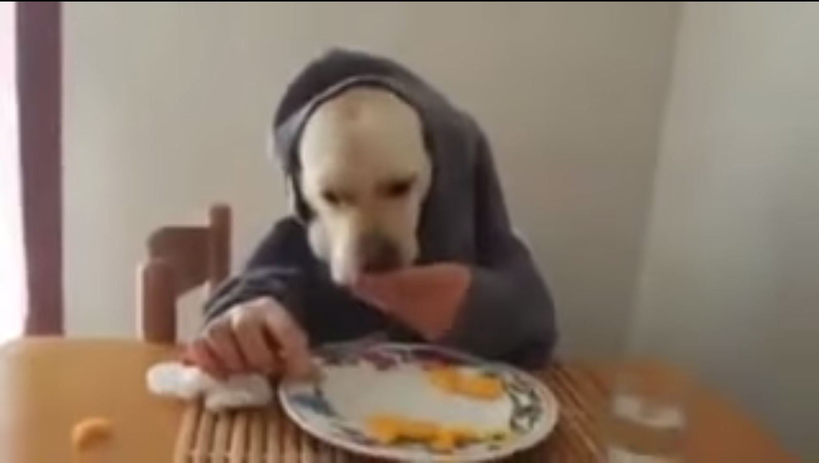 dog eating like a man